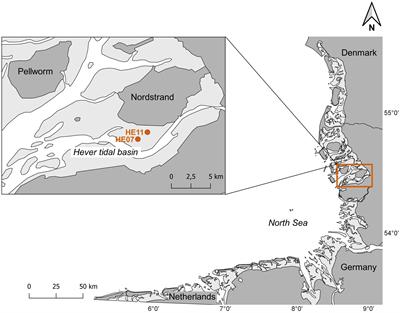 Drone-based monitoring of intertidal blue mussel beds in the Wadden Sea – comparison of a threshold and two machine learning approaches